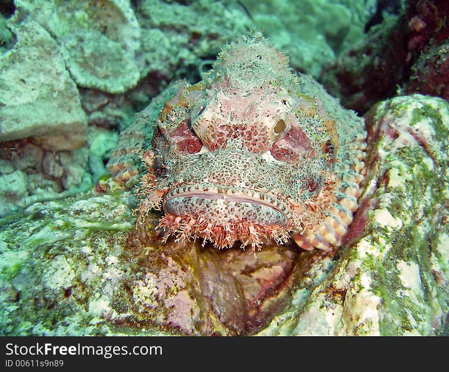 Fish and corals red sea