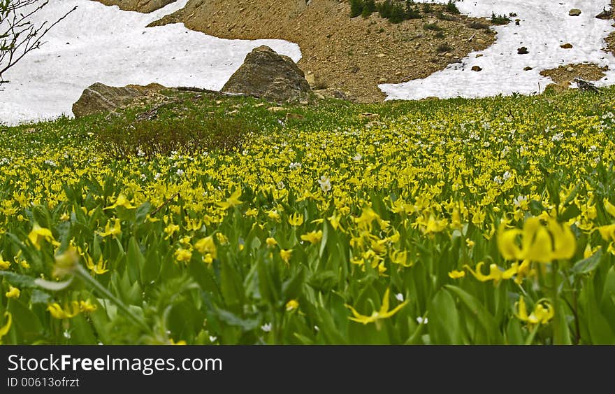 Glacier Lilies And Rock