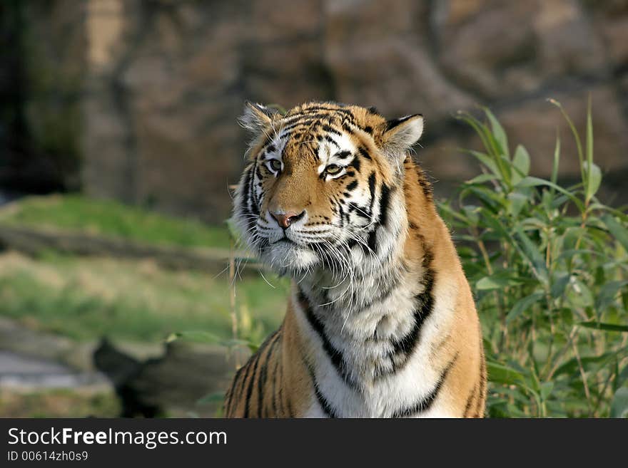 A sumatran tiger