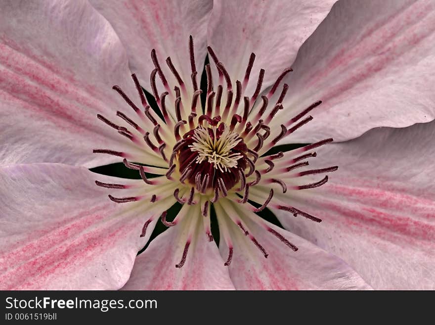 A clematis macro