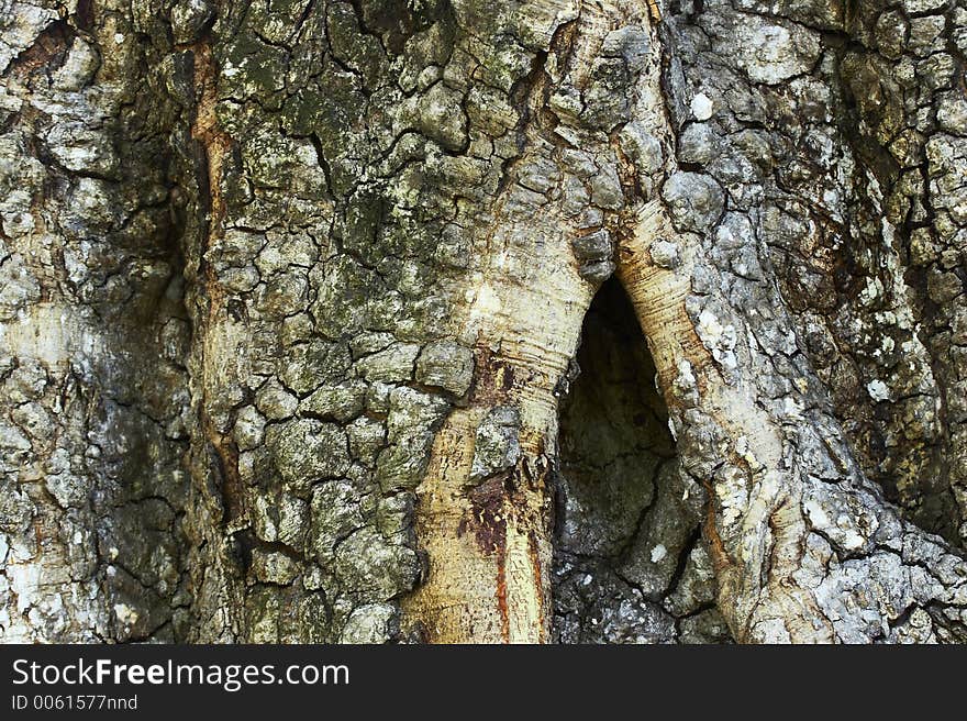 Trunk of the old tree