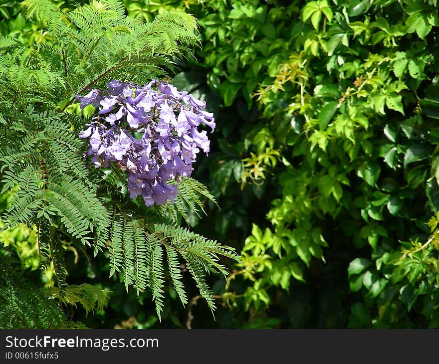 Green and violet