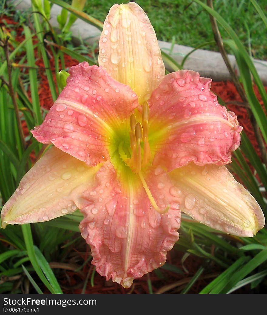 Day Lily after the Rain