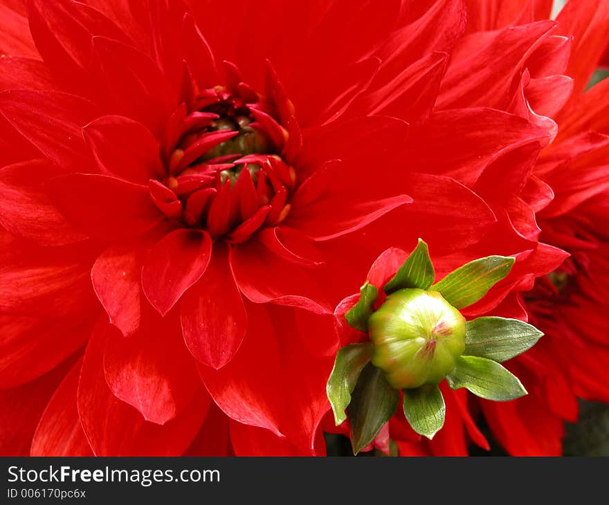 Red Dahlia mother and baby. Red Dahlia mother and baby