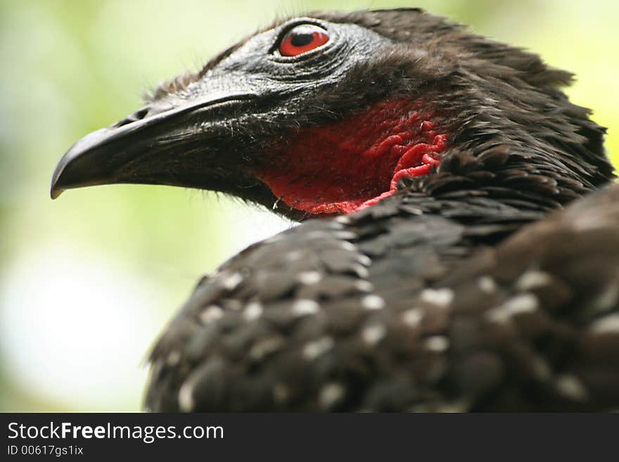 Vulture Mexico