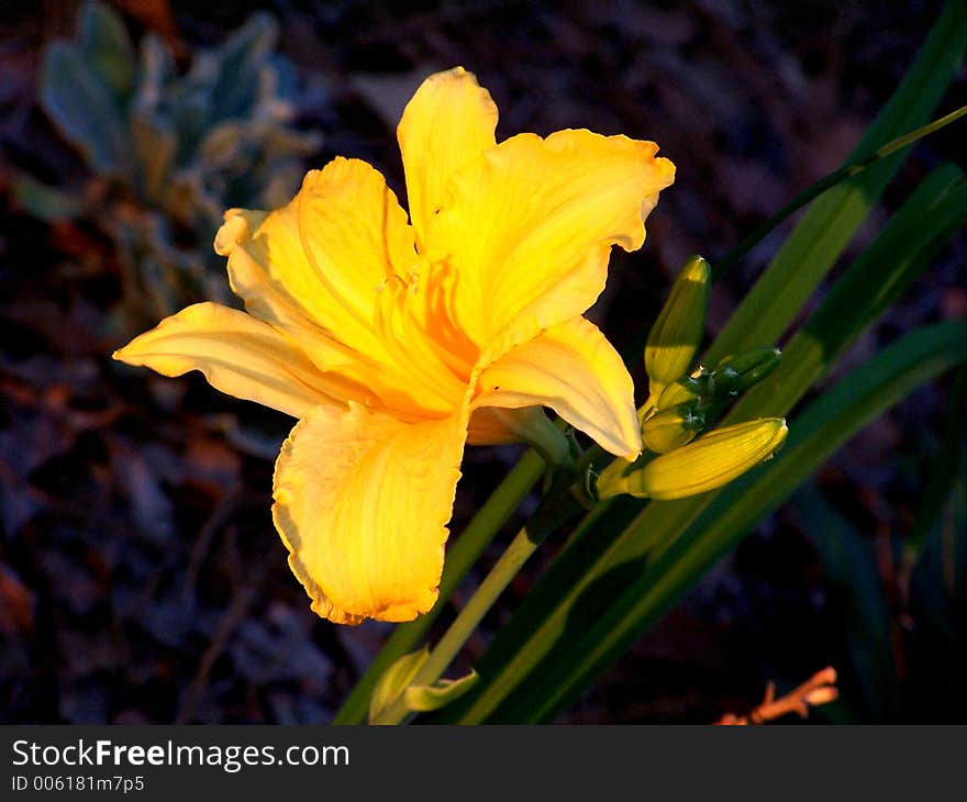 A Day Lily with the evening sun light directly on the flower bloom in the garden. A Day Lily with the evening sun light directly on the flower bloom in the garden