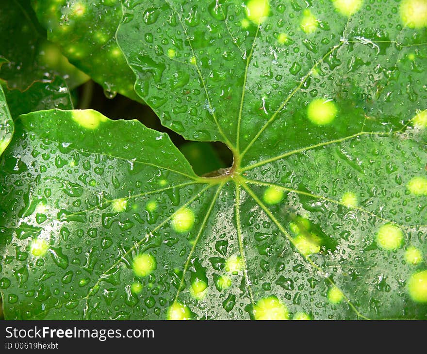 Leaf with raindrops