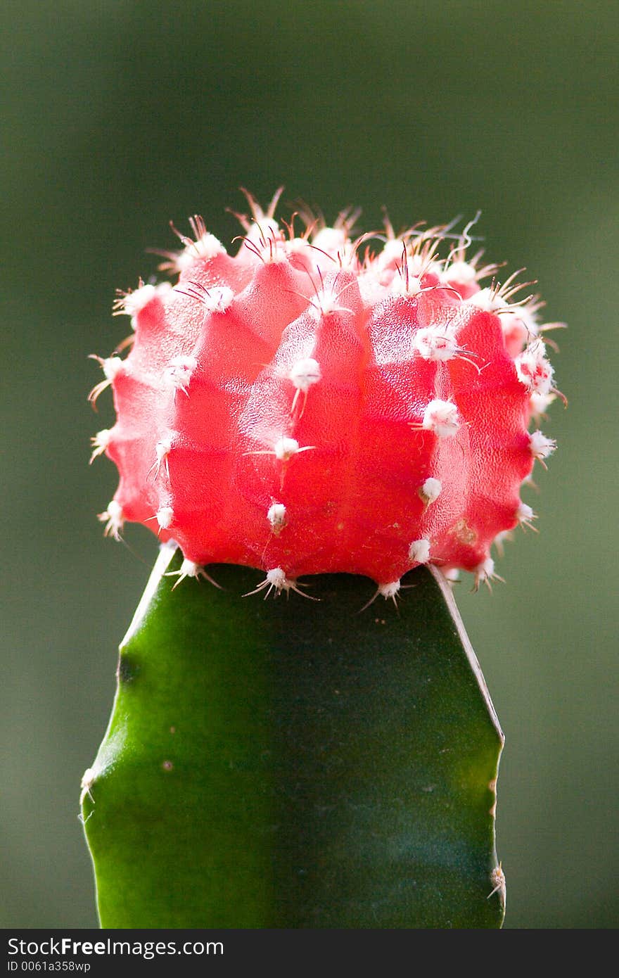 Close up of a brilliant red flowering cactus. Close up of a brilliant red flowering cactus