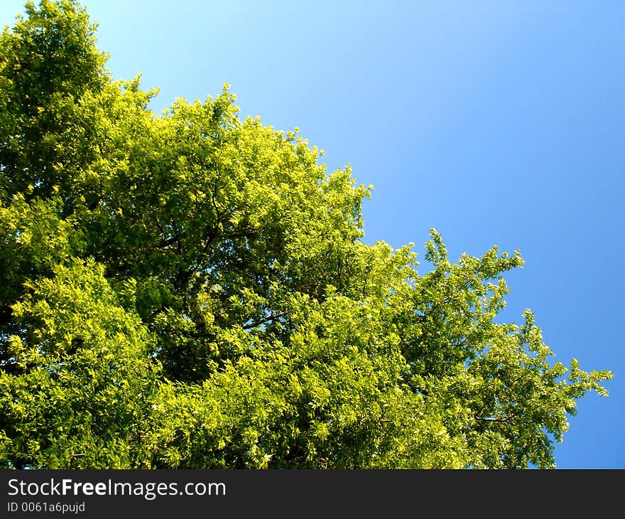 Trees with Blue Sky