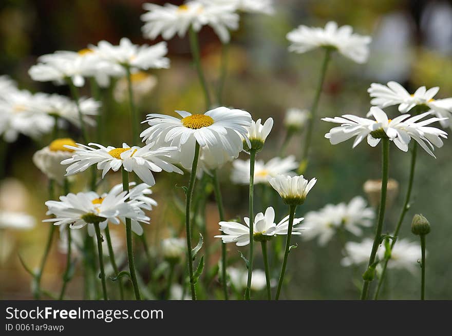 A field of White Daisies pictured, blooming in the summer.