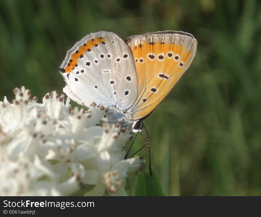 Butterfly on flower