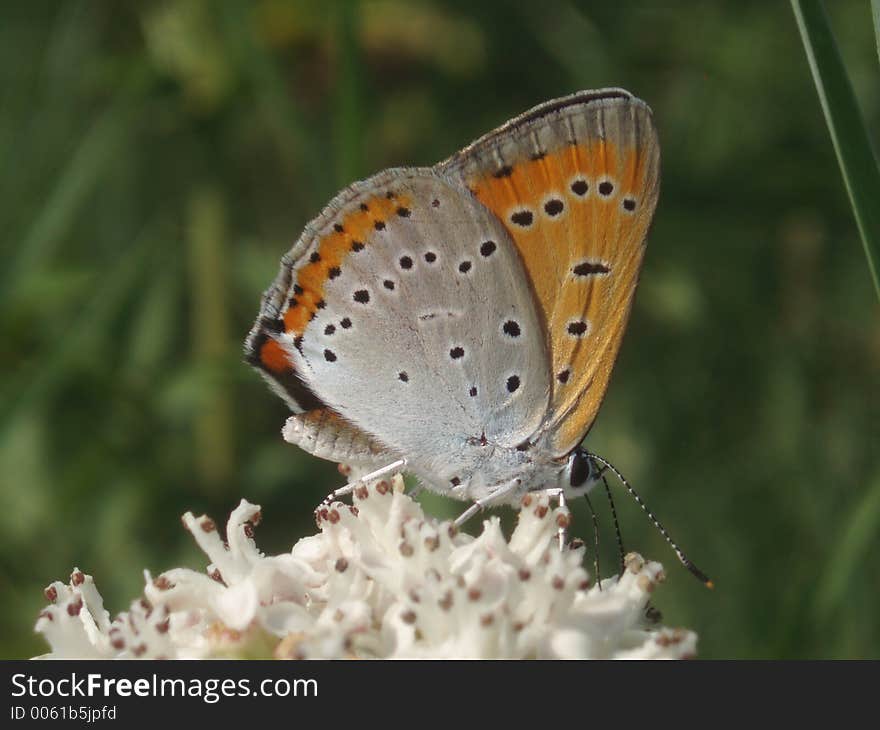 Butterfly on flower