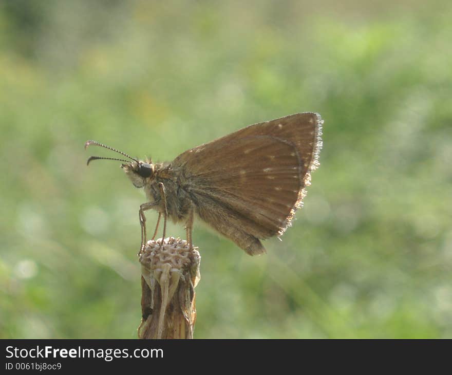 Butterfly