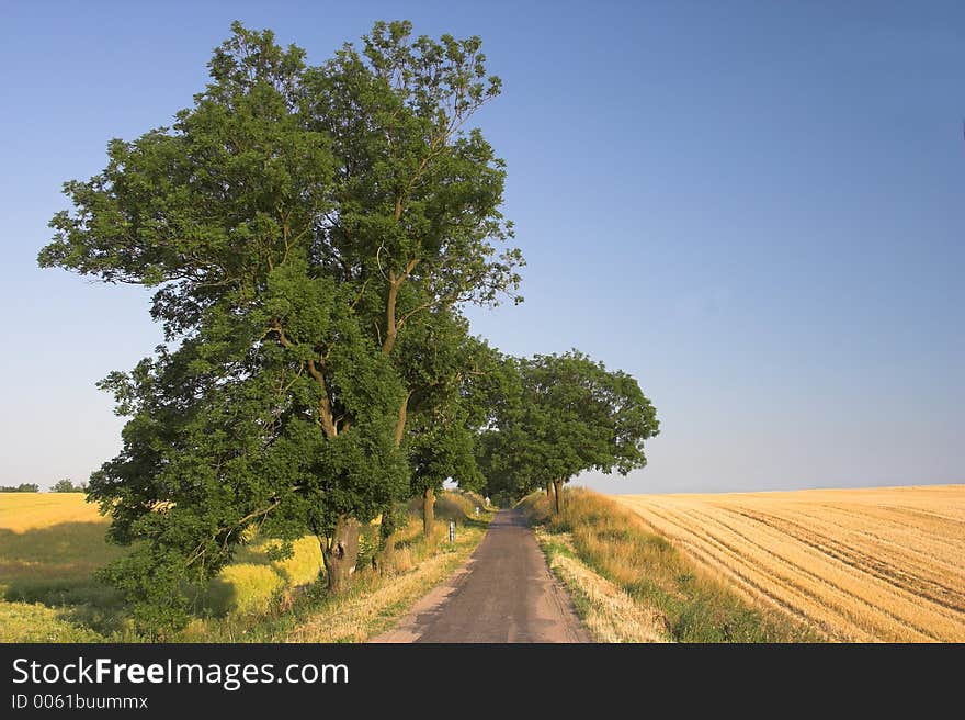 Road with trees. Road with trees