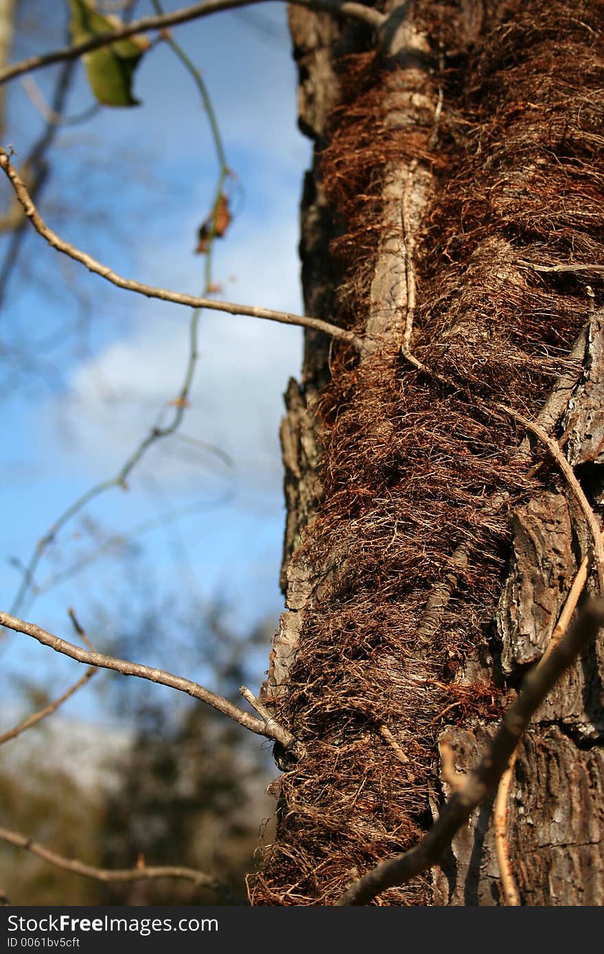 Old tree - macro