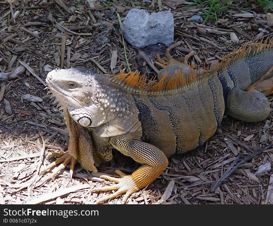 Broun Iguana from zoo