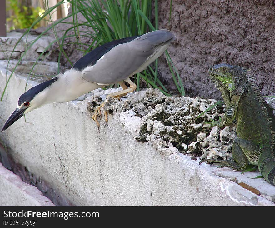 Iguana and bird