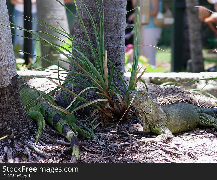 Two Iguanas