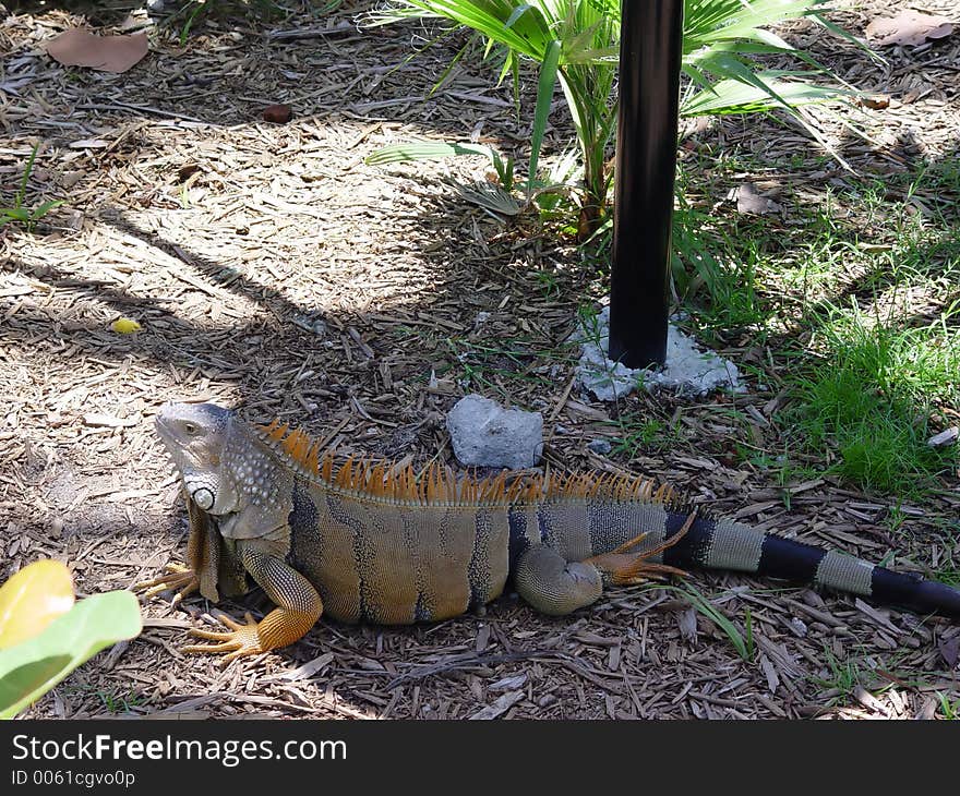 Tropical iguana