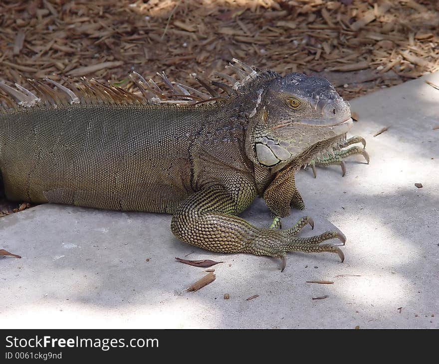 Iguana  in the tropics