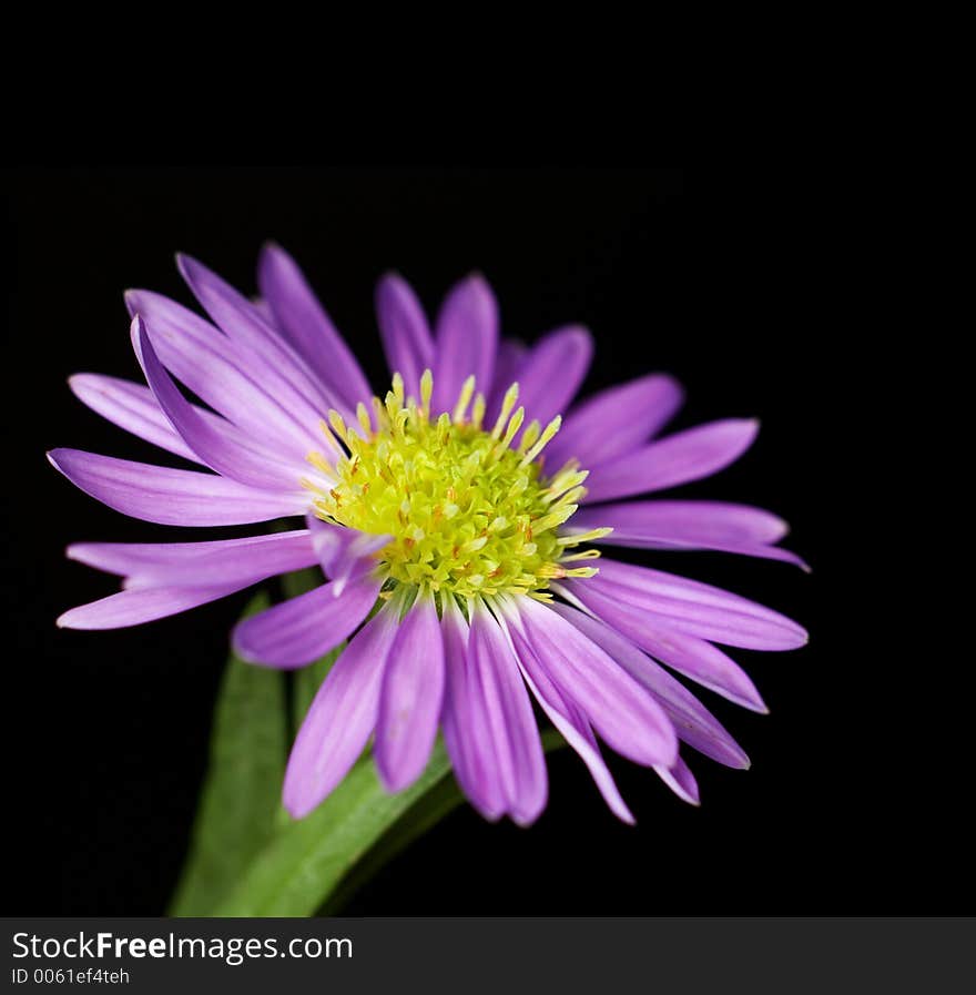 Small Purple Flower