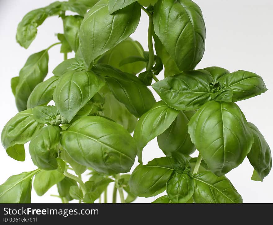 Potted basil on the kitchen windowsill. Potted basil on the kitchen windowsill