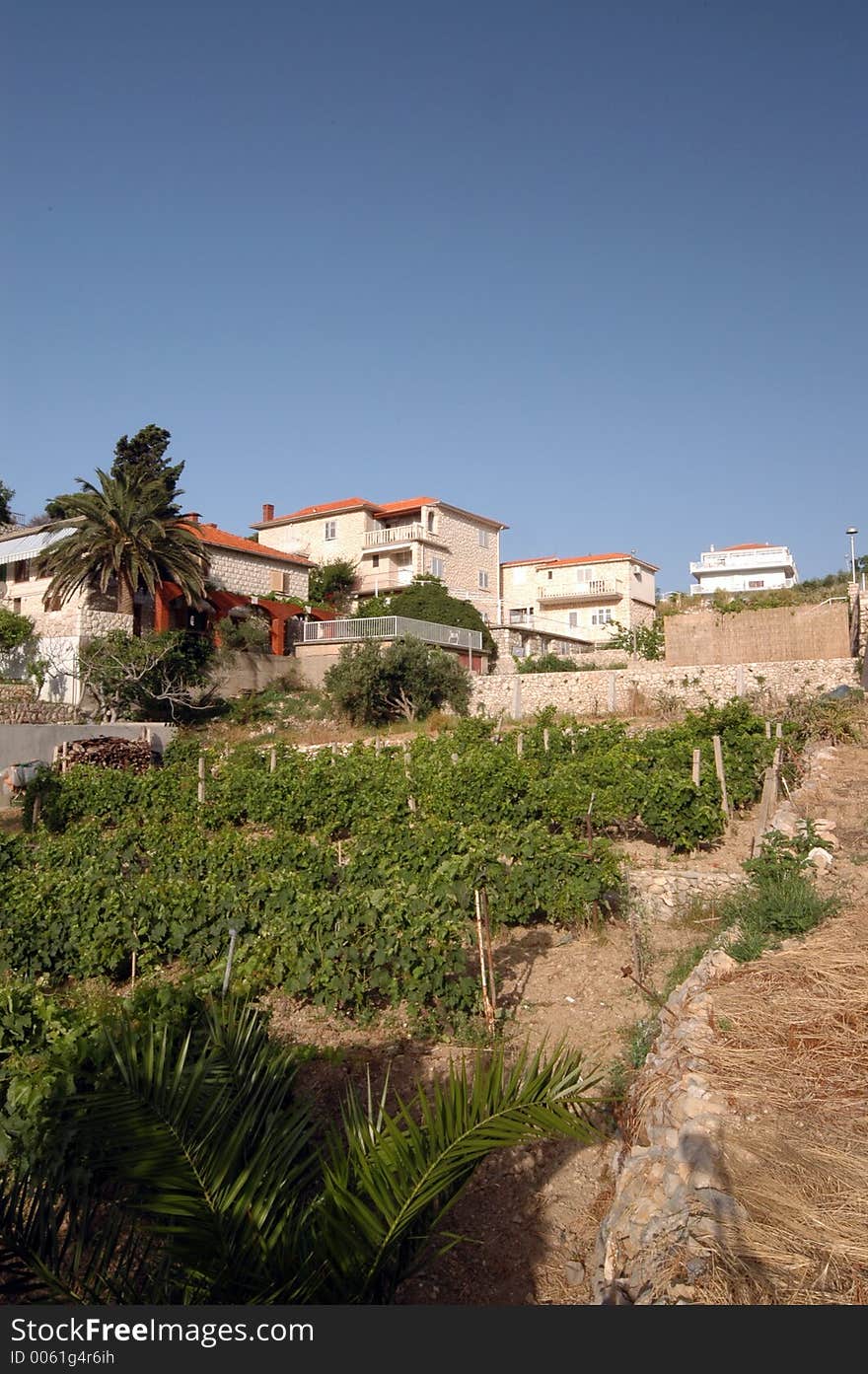 Vineyard with houses