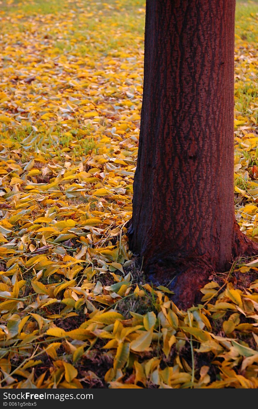 Leaves on the ground as autumn approach. Leaves on the ground as autumn approach