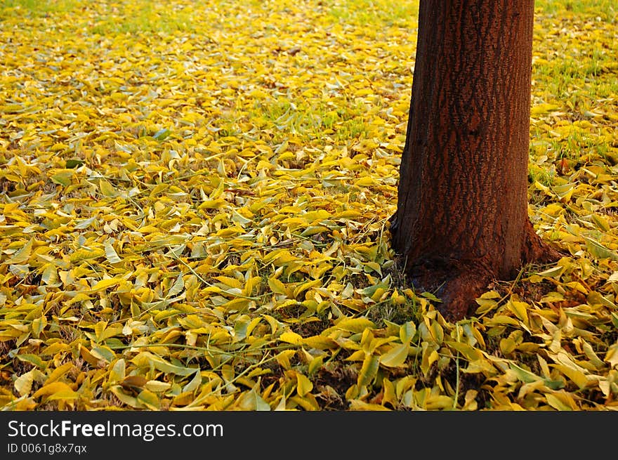 Leaves on the ground as autumn approach. Leaves on the ground as autumn approach