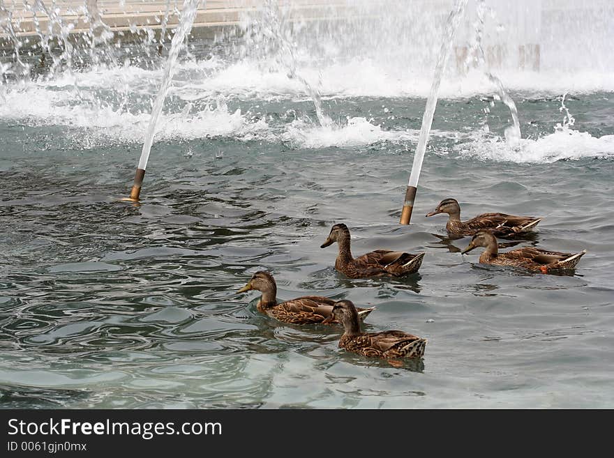 Ducks at WWII