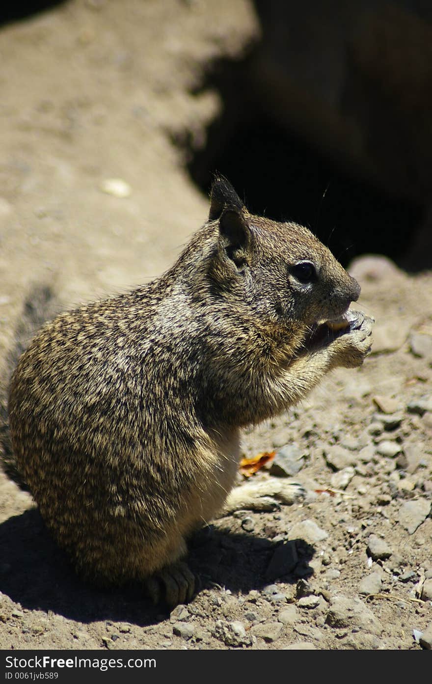 Ground Squirrel chewing peanut. Ground Squirrel chewing peanut