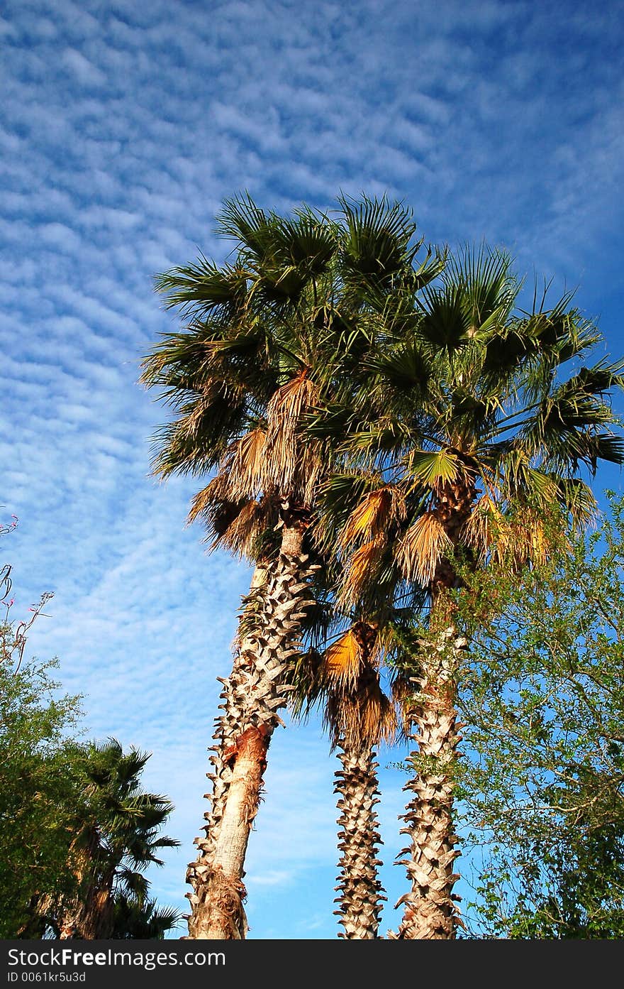 Tropical Palm Tree