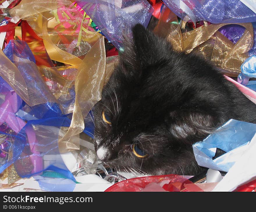 A kitten in birthday/Christmas wrap. A kitten in birthday/Christmas wrap