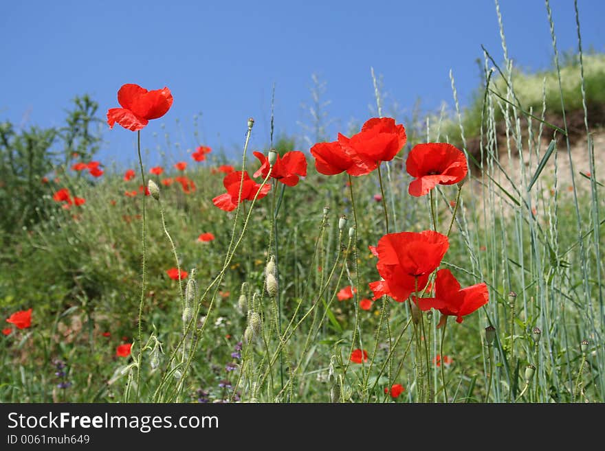 Poppies in sunshine 3-color