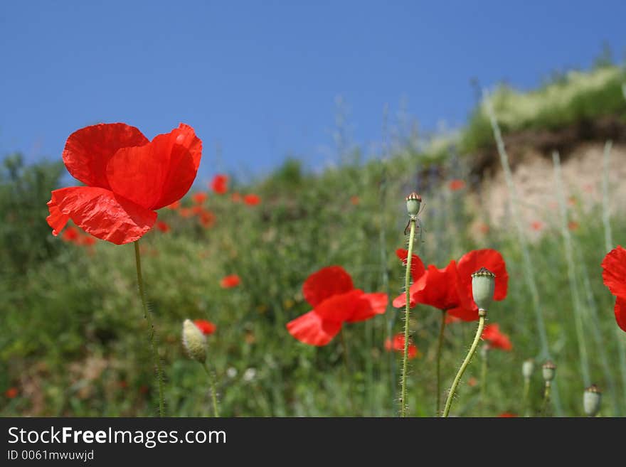 Poppies close-up three-color composition. Poppies close-up three-color composition