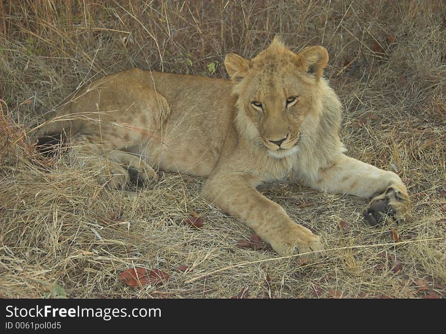 Lion resting in last rays of sunset. Lion resting in last rays of sunset