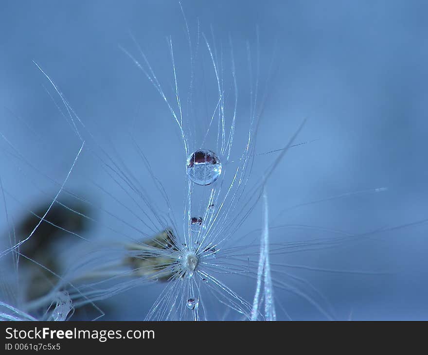 pearl of water