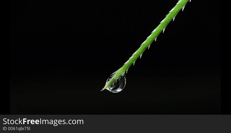 green plant with water