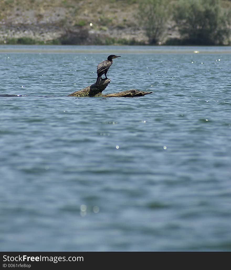 Cormorant