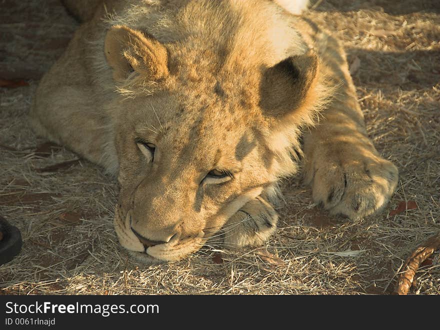 Young lion lazy at sunset. Young lion lazy at sunset