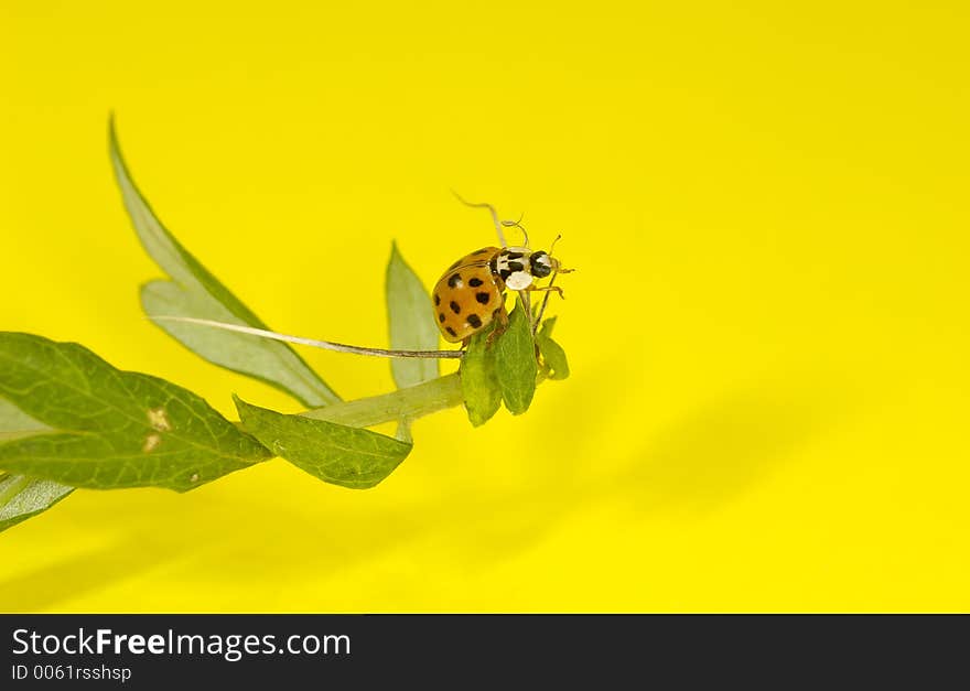 Macro Photo of a Ladybug