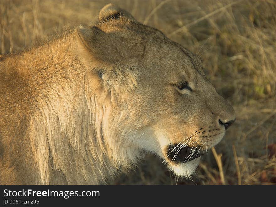 Young lion at sunset in Zimbabwe, Africa. Young lion at sunset in Zimbabwe, Africa