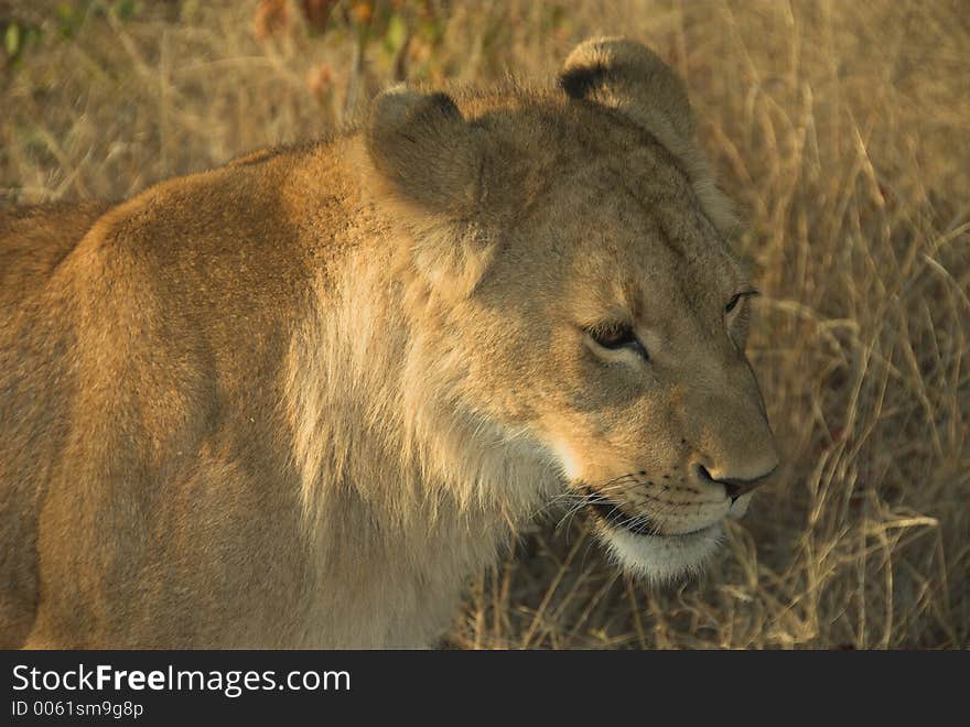 Young lion (Panthera leo) alert at sunset. Young lion (Panthera leo) alert at sunset