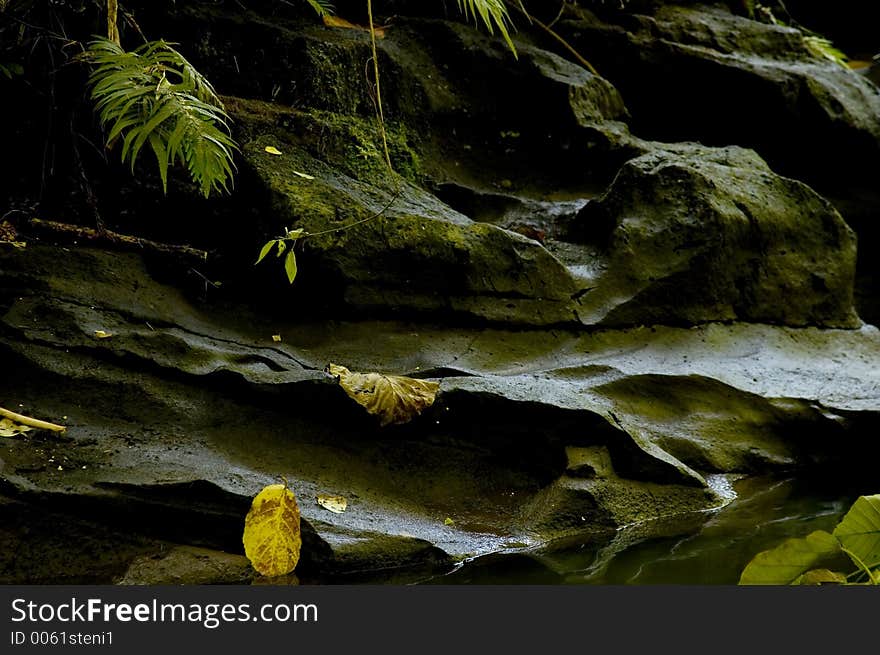 Leaves and fern along river bank