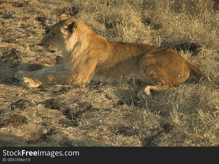 Africa Lion (Panthera Leo)