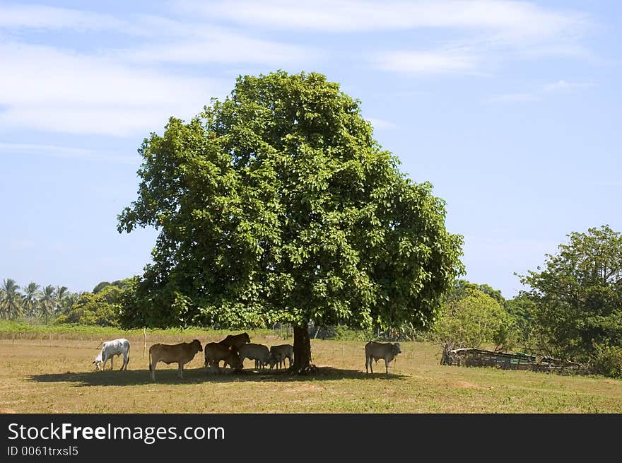 Cows in shade