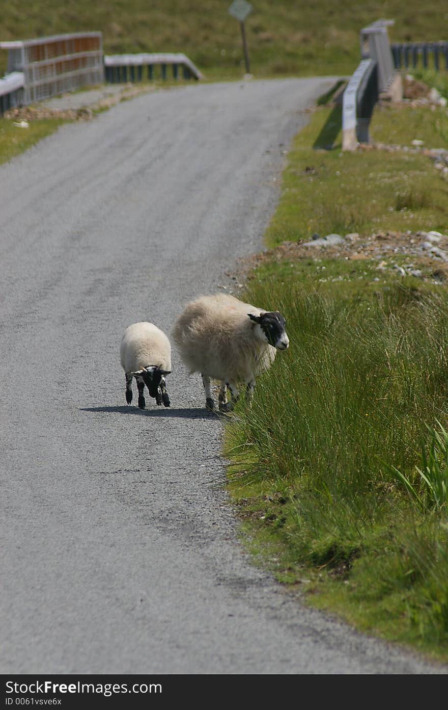 Two sheep