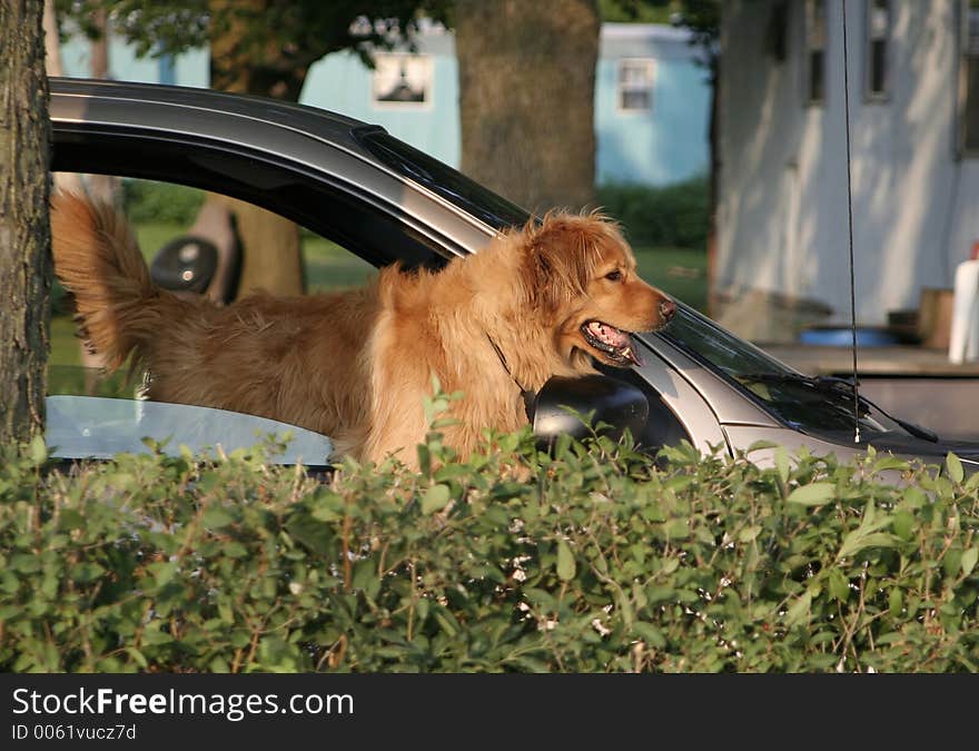 An anxious Golden Retriever is already in the van and ready to leave.