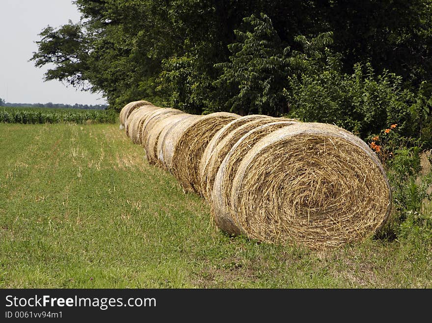 A long row a round bales lines the edge of a field. A long row a round bales lines the edge of a field.