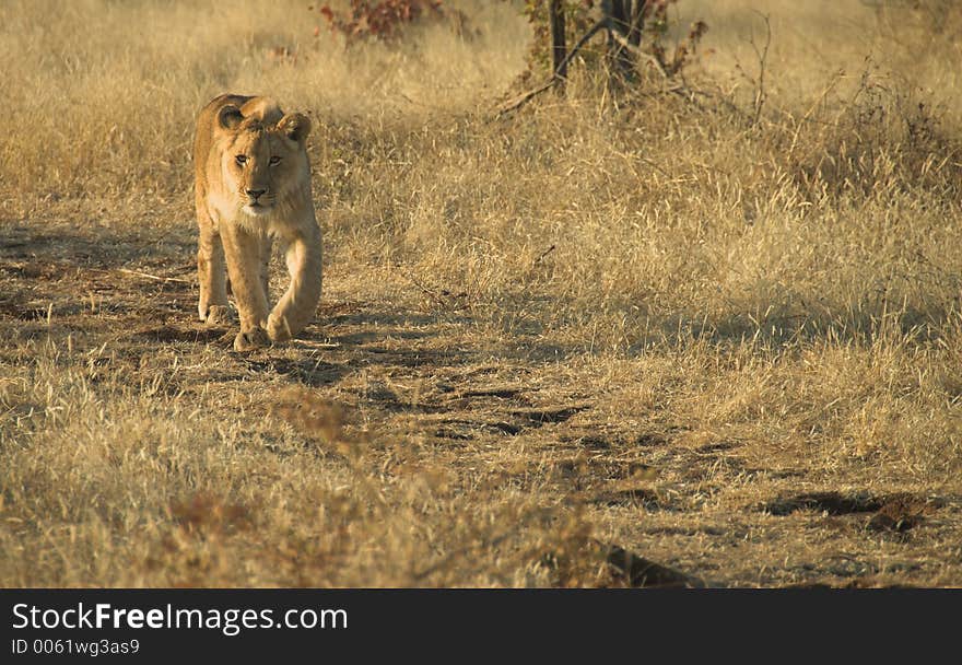 Young lion (Panthera leo) walking through the bush. Young lion (Panthera leo) walking through the bush